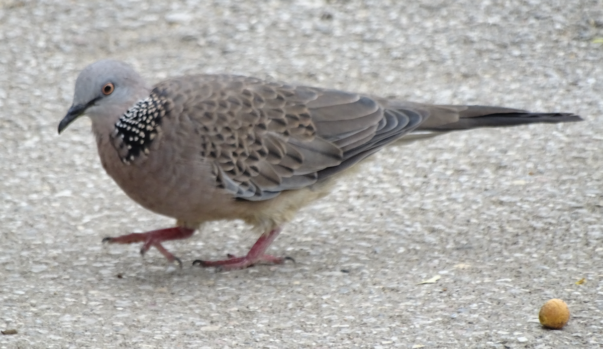 Spotted Dove - ML614852370
