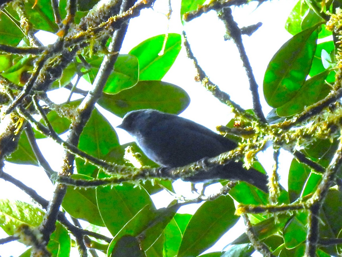 Blue-and-black Tanager (Blue-and-black) - Buck Lee