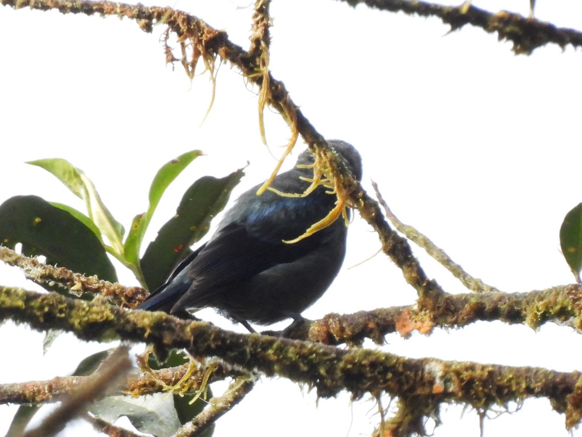 Blue-and-black Tanager (Blue-and-black) - Buck Lee