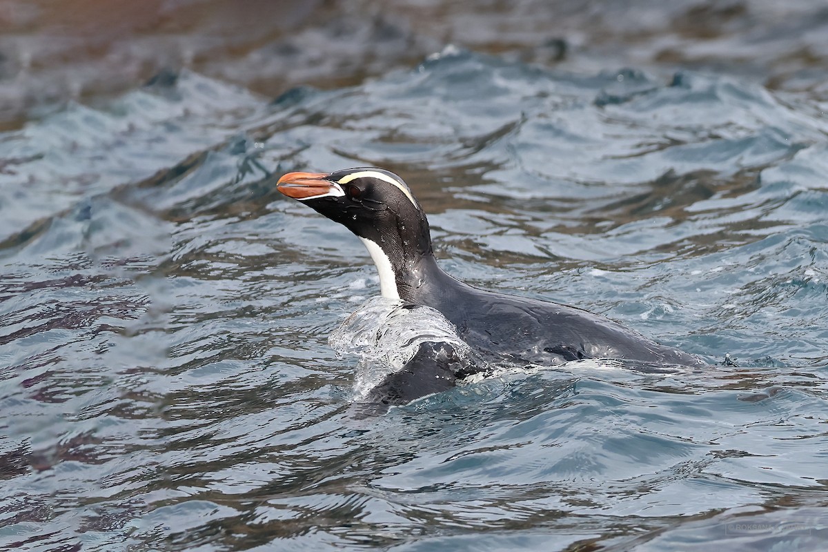 Erect-crested Penguin - Roksana and Terry
