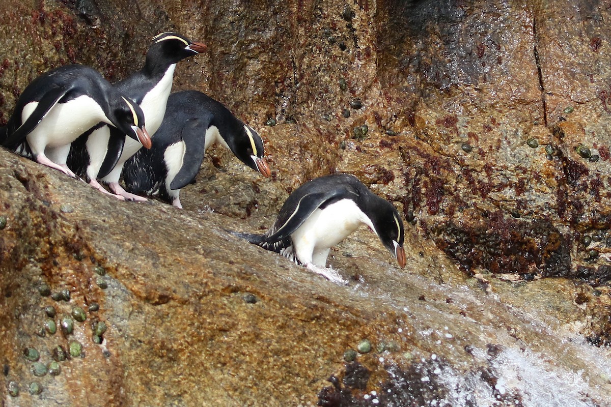 Erect-crested Penguin - Roksana and Terry