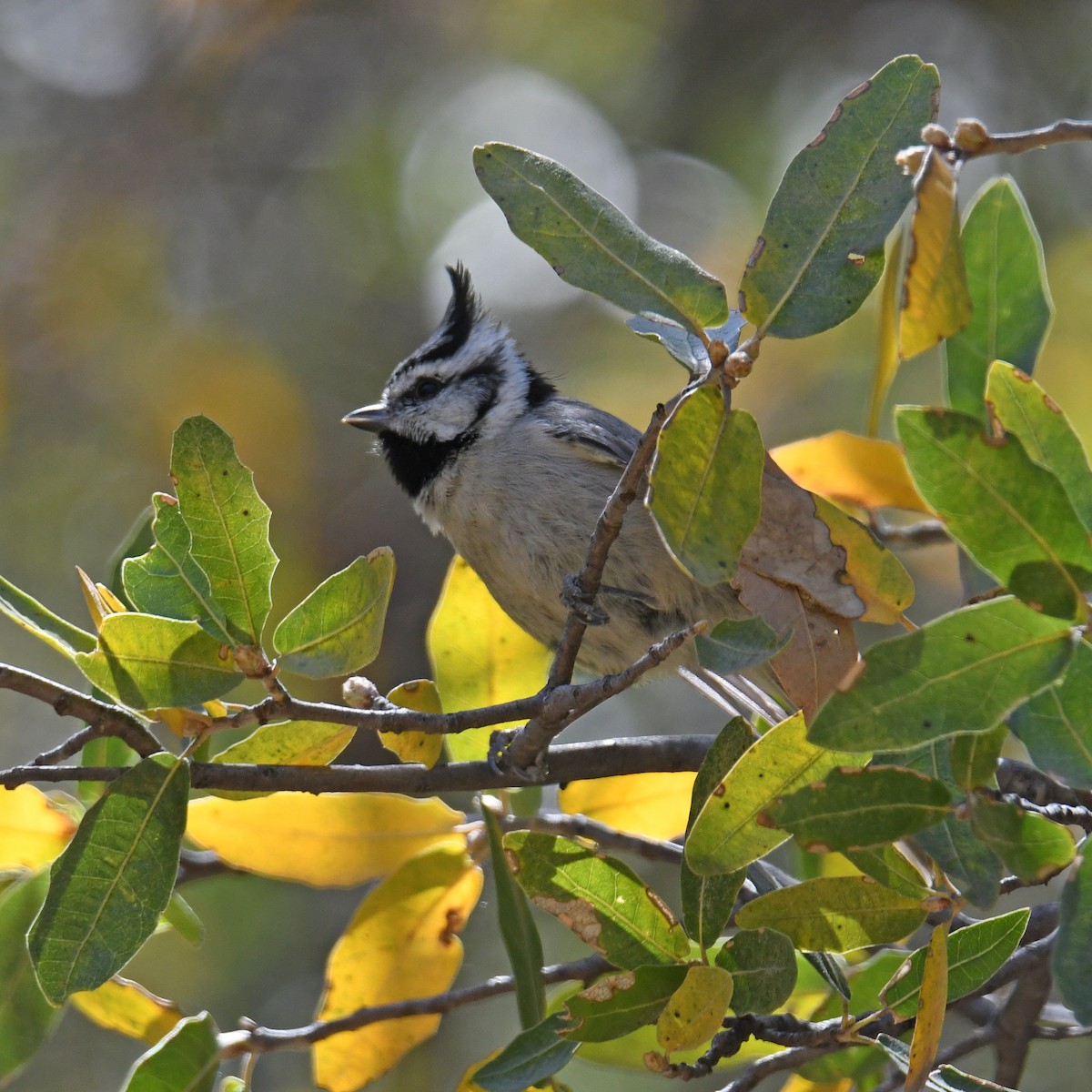Bridled Titmouse - Laura  Wolf