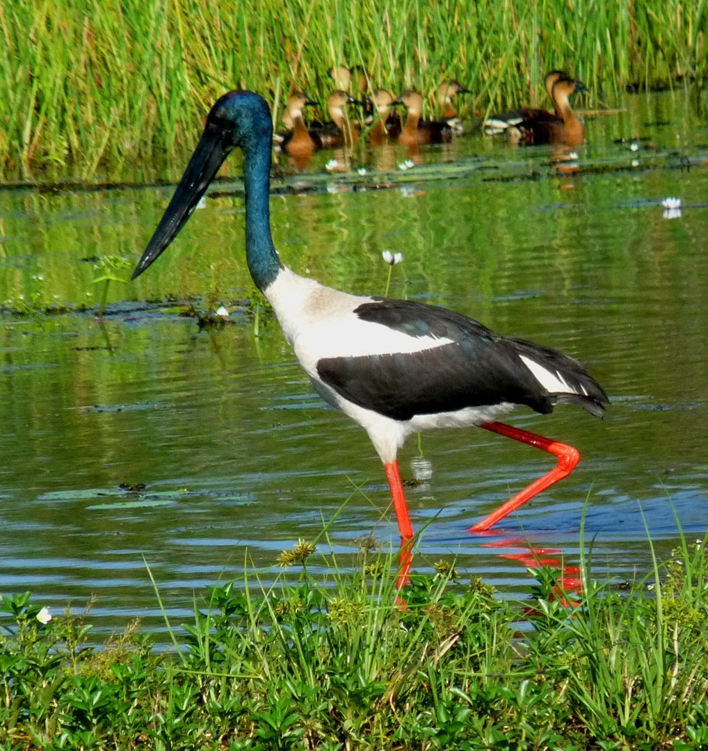 Black-necked Stork - ML614852723