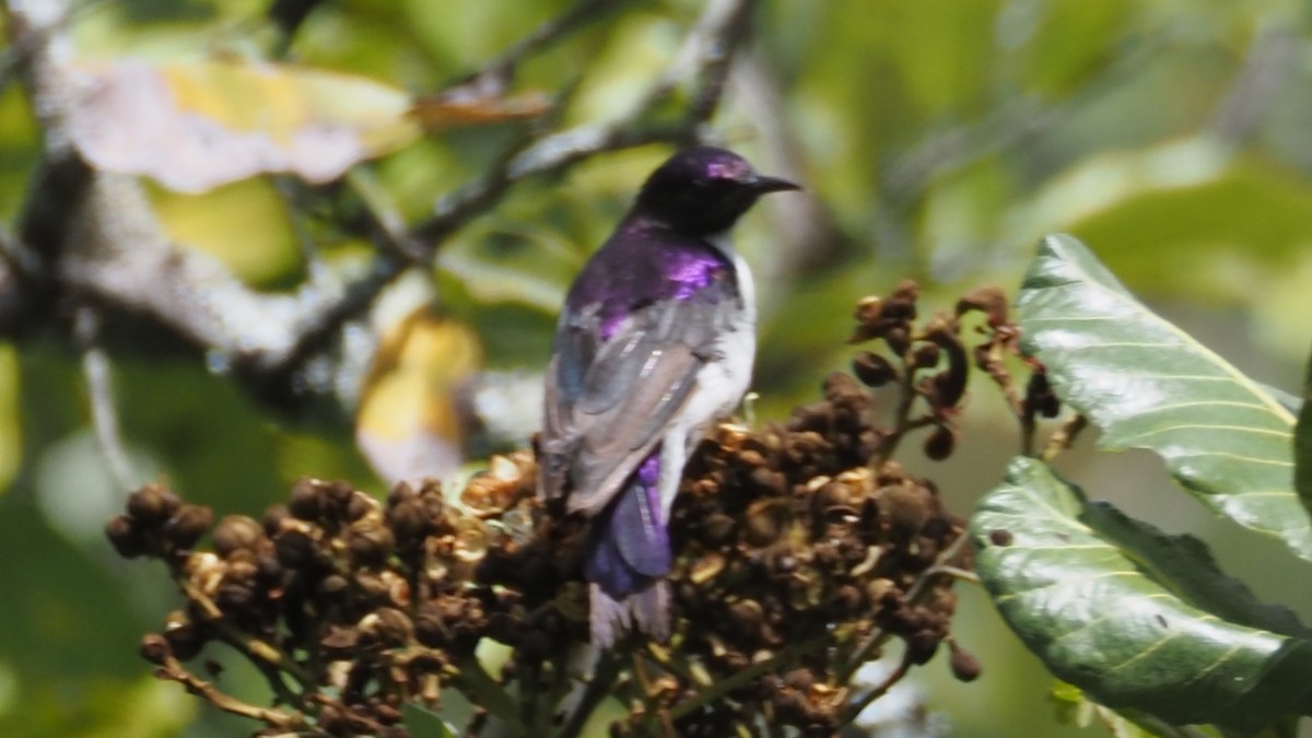 Western Violet-backed Sunbird (Southern) - ML614852727