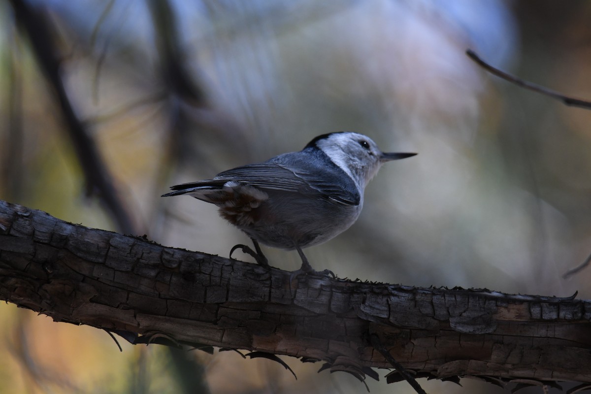 White-breasted Nuthatch - Laura  Wolf