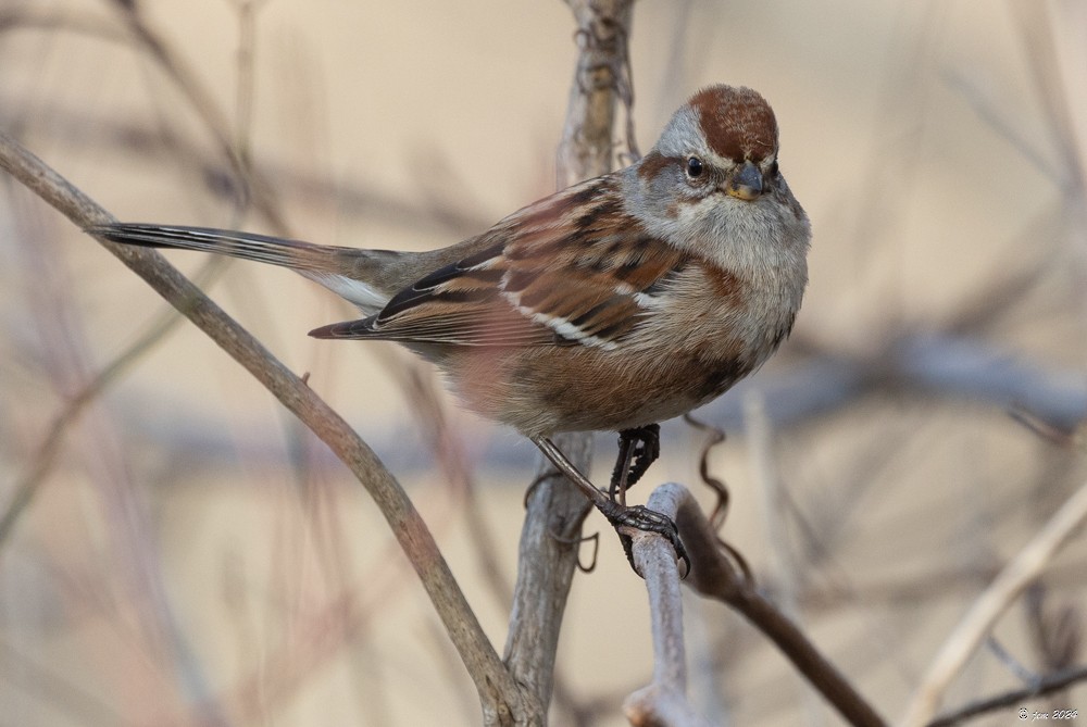 American Tree Sparrow - ML614853105