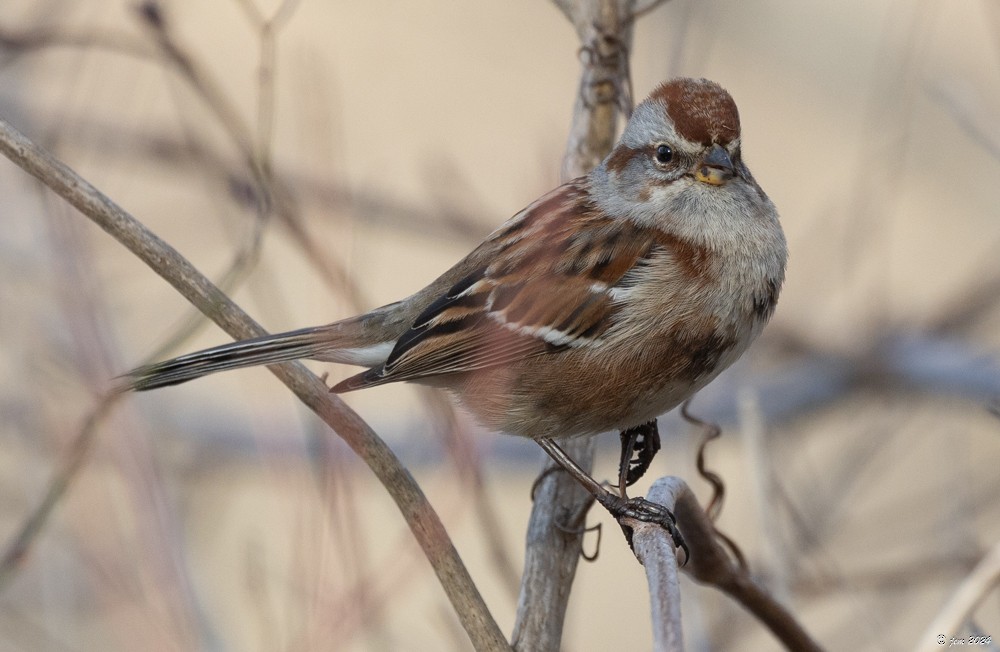 American Tree Sparrow - ML614853106