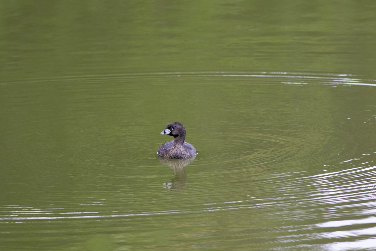 Pied-billed Grebe - Oliver  Metcalf
