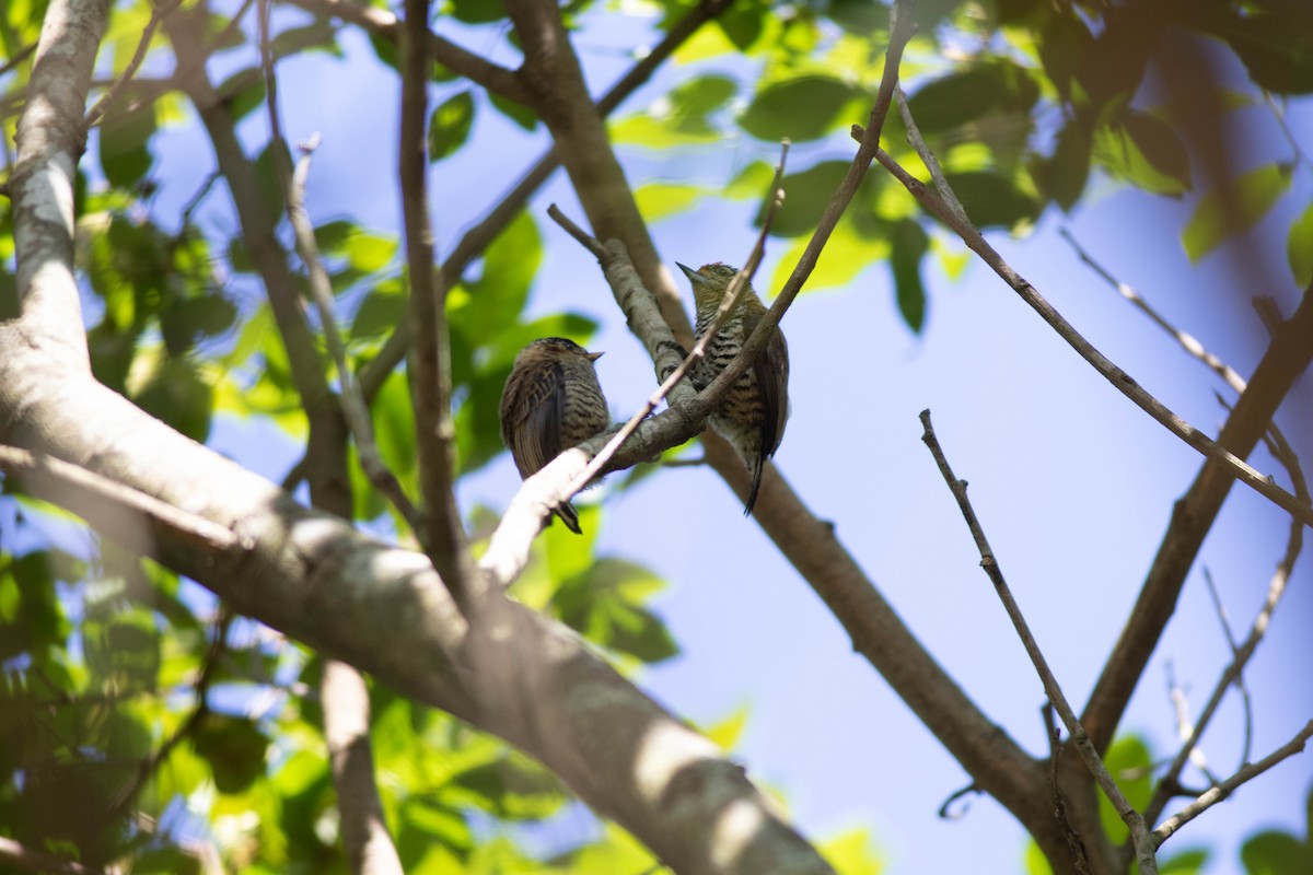 White-barred Piculet - ML614853238