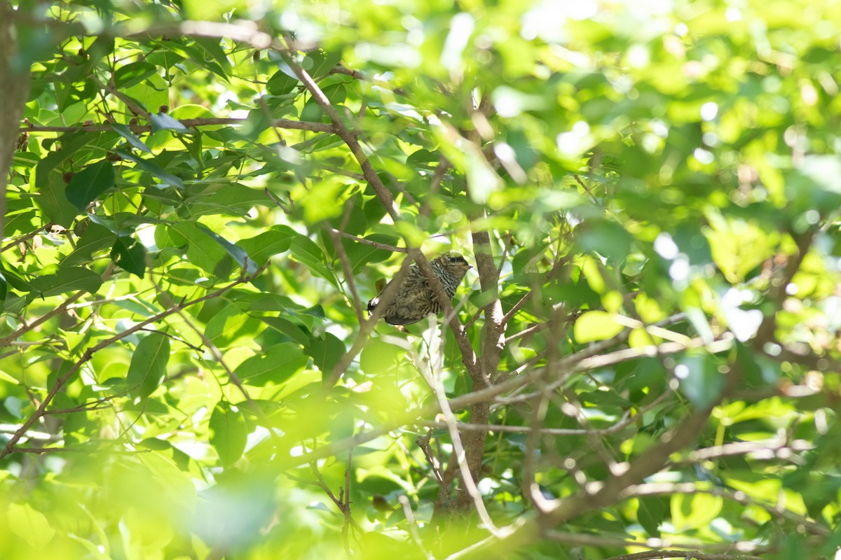 White-barred Piculet - ML614853239