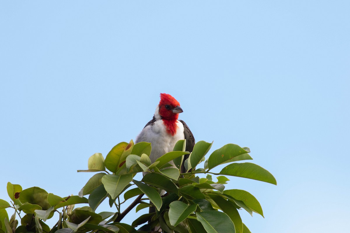 Red-crested Cardinal - Oliver  Metcalf