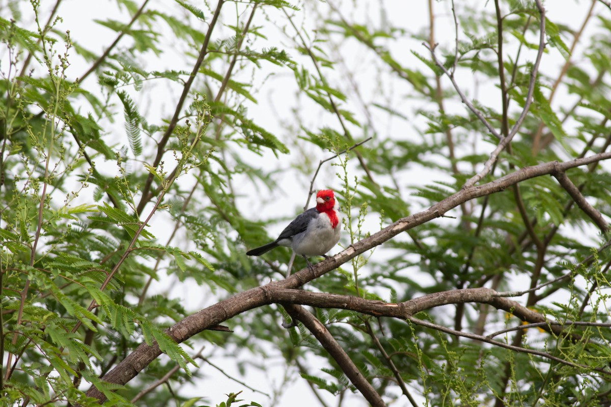 Red-crested Cardinal - Oliver  Metcalf