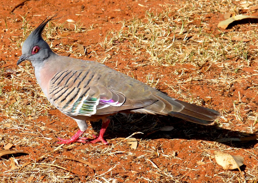 Crested Pigeon - ML614853529