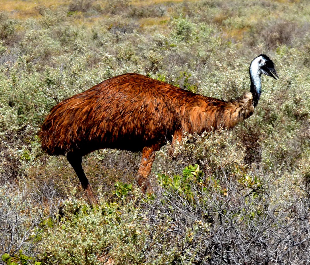 emu hnědý - ML614853614
