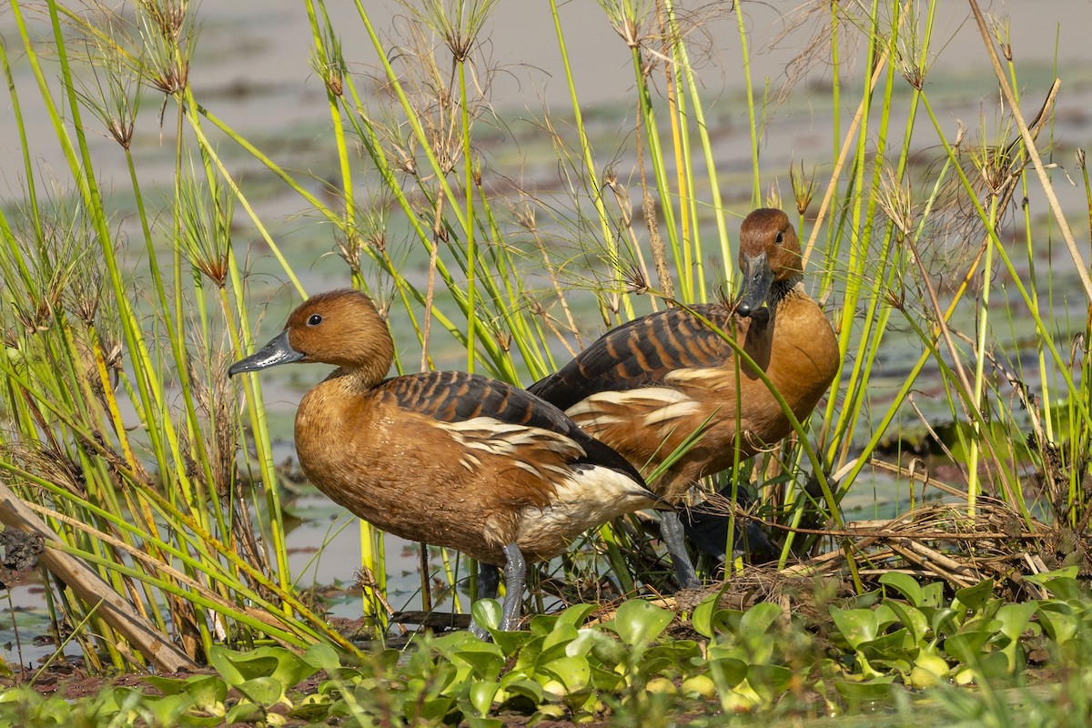 Fulvous Whistling-Duck - ML614853638