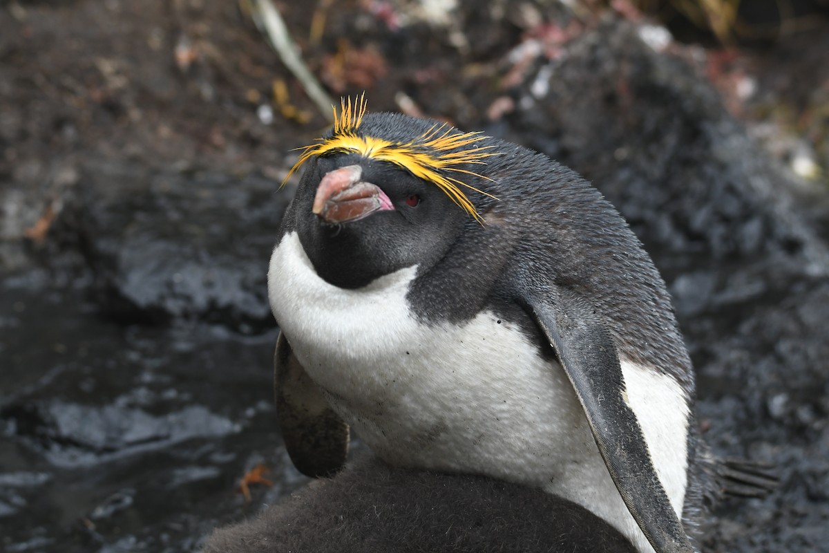 Златохохлый пингвин - ML614853742