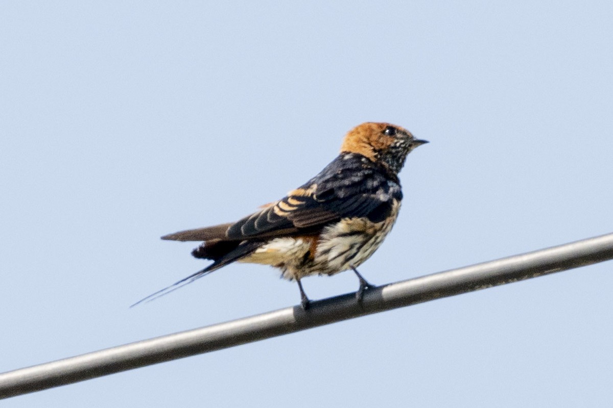 Lesser Striped Swallow - ML614853856