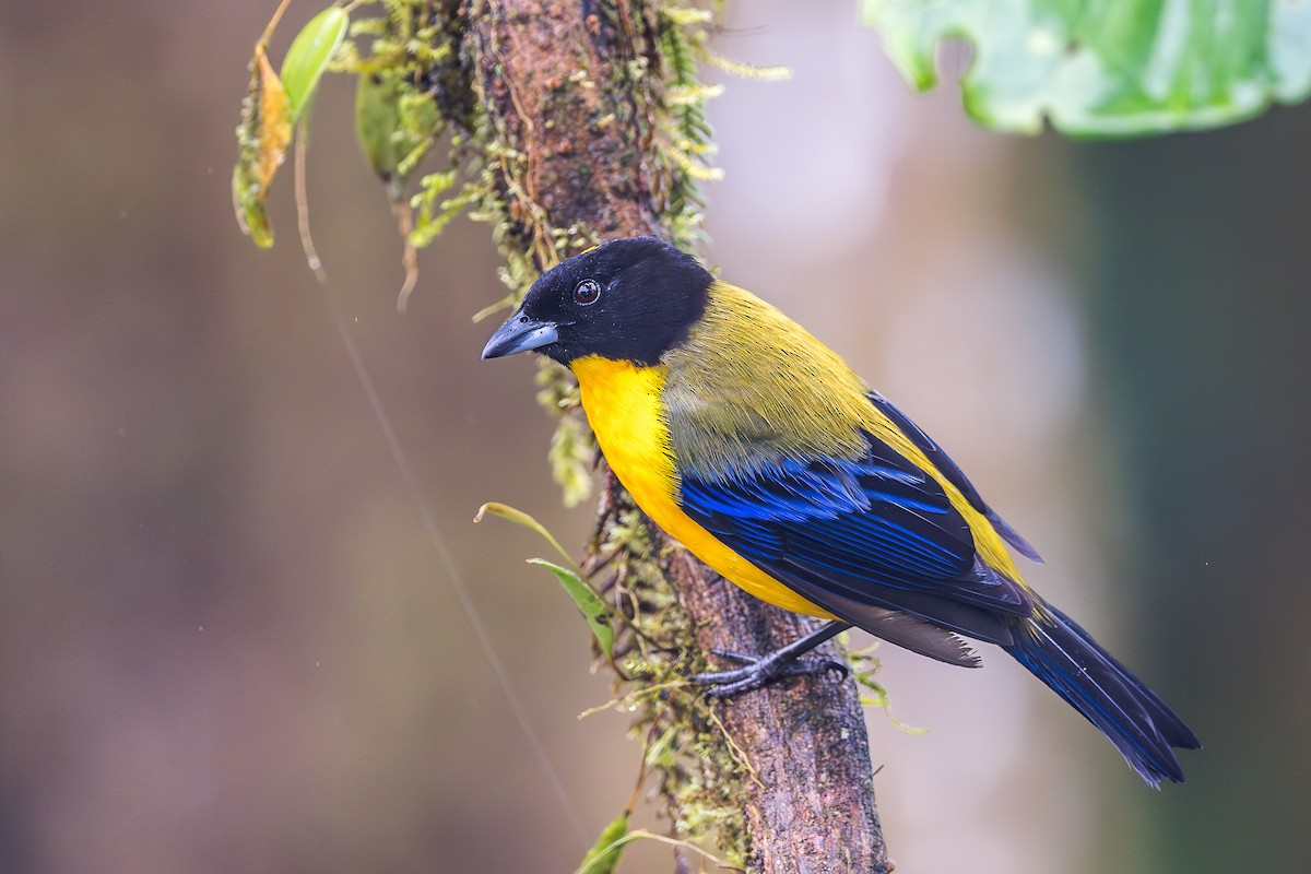 Black-chinned Mountain Tanager - Ryan Shean