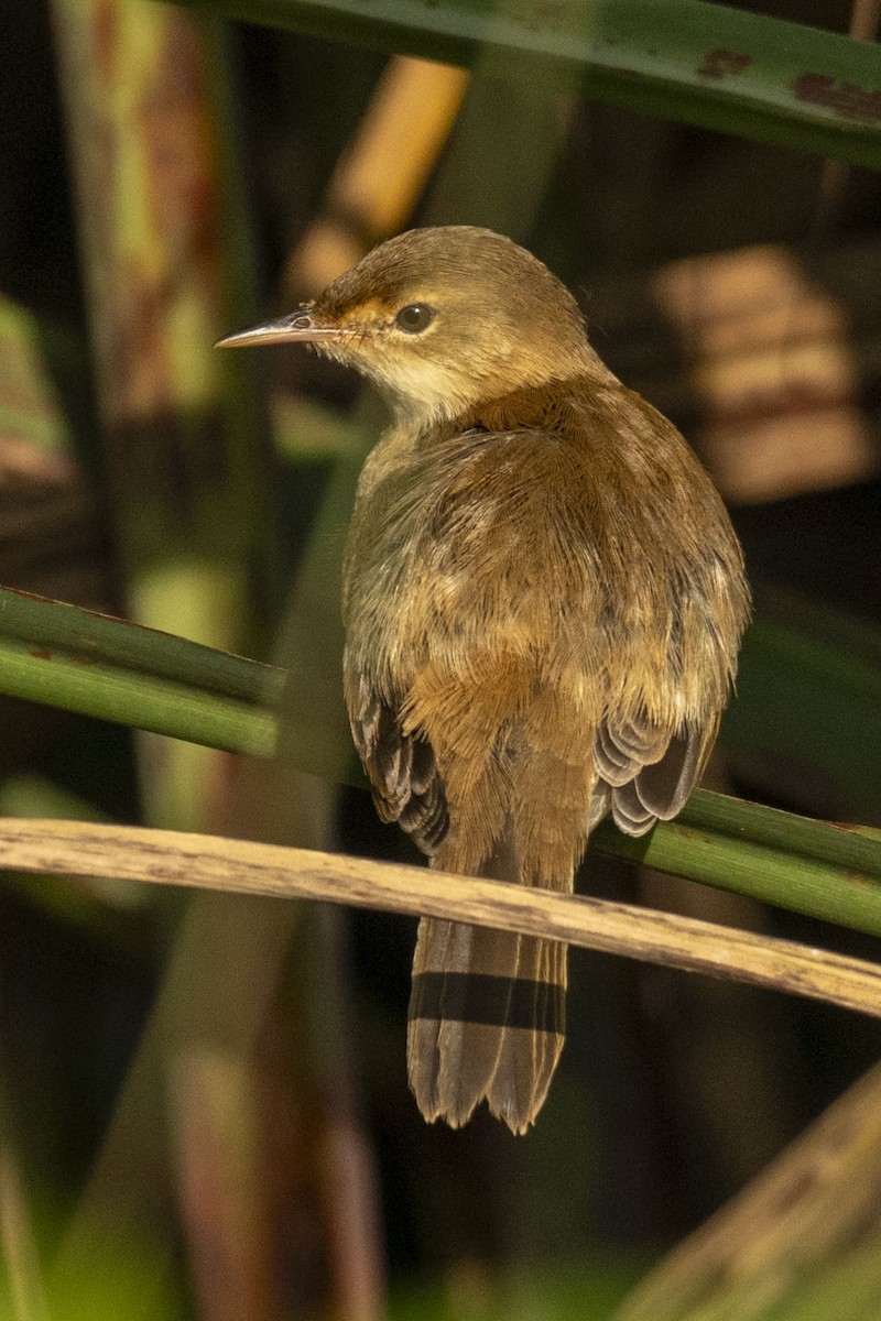 Common Reed Warbler - ML614853960