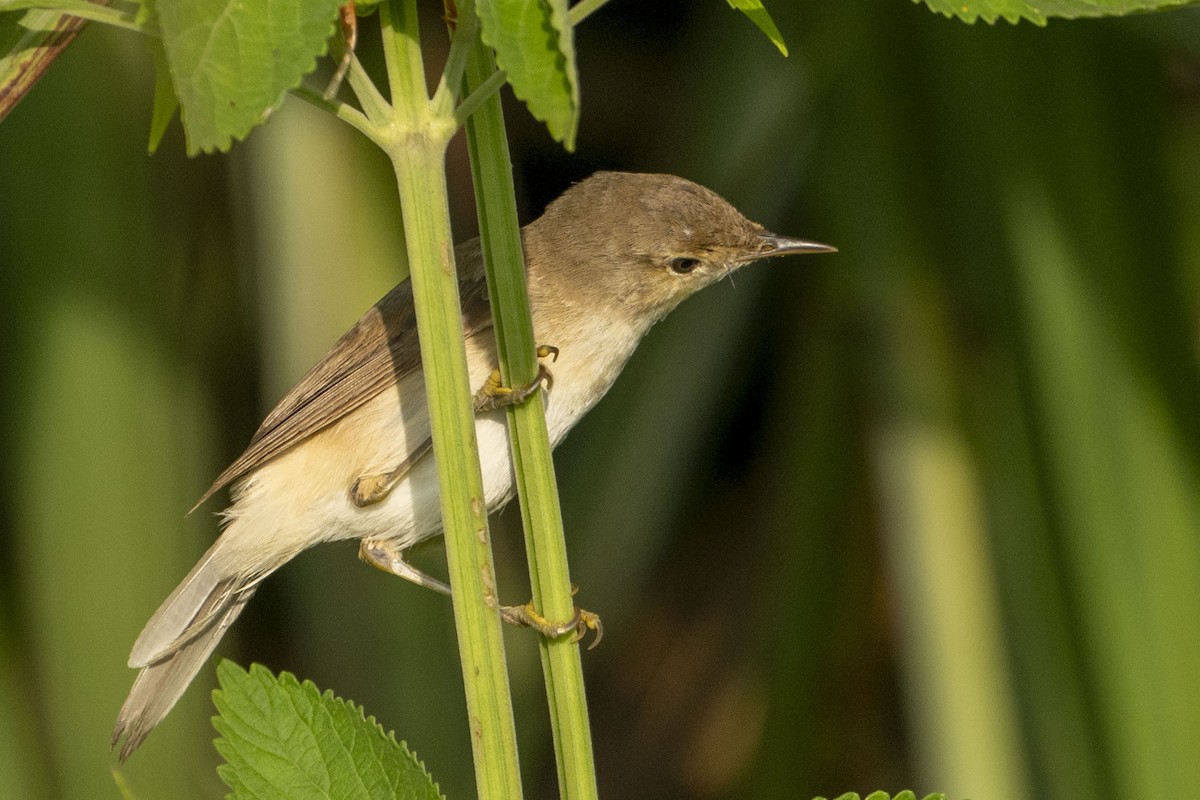 Common Reed Warbler - ML614853961