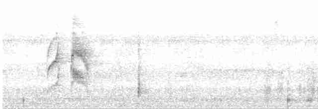 Weißbauch-Dickichtschlüpfer - ML614854011