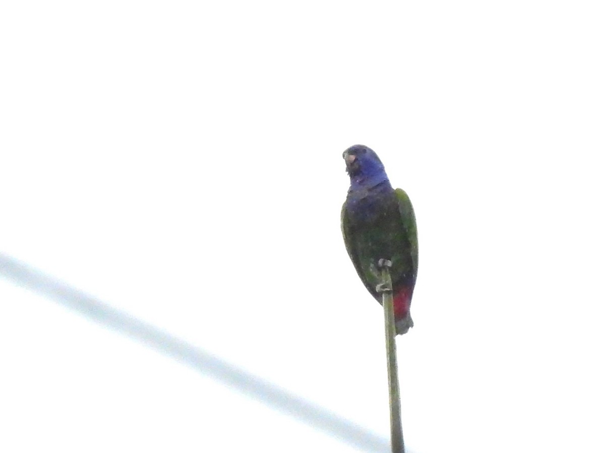 Blue-headed Parrot (Blue-headed) - ML614854203