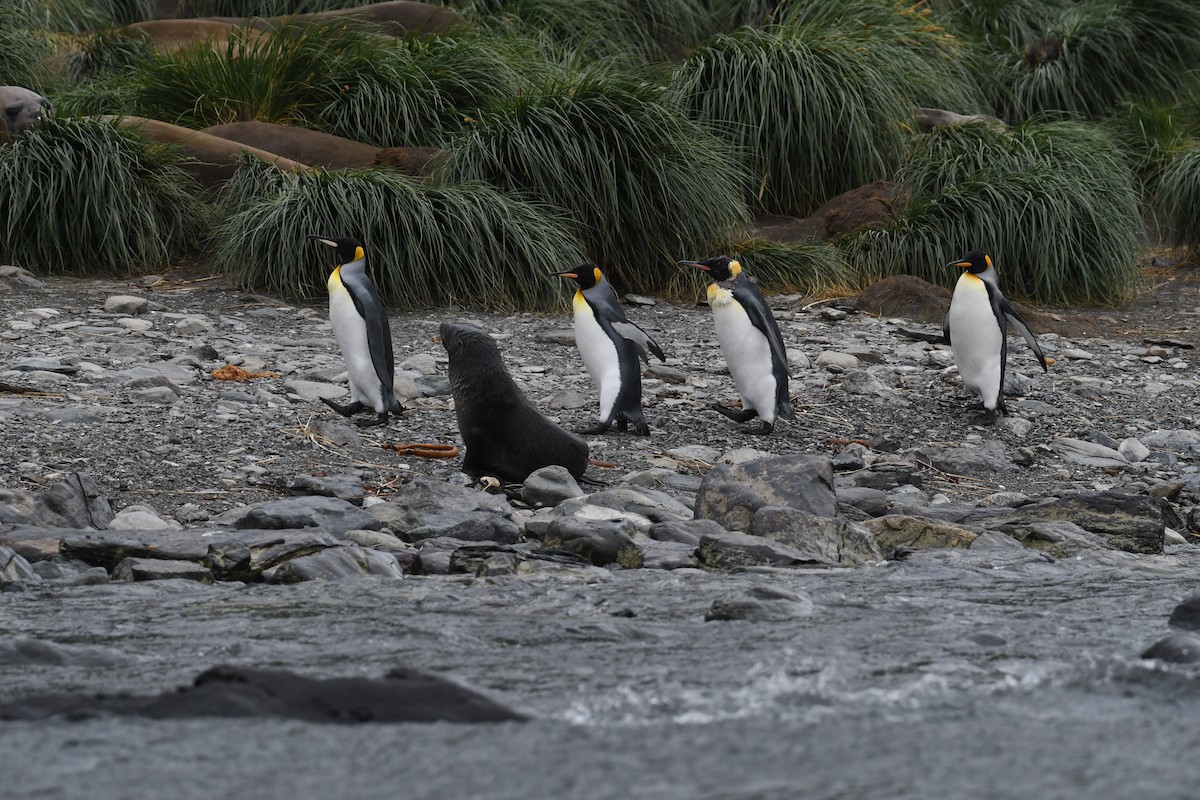 tučňák patagonský - ML614854234