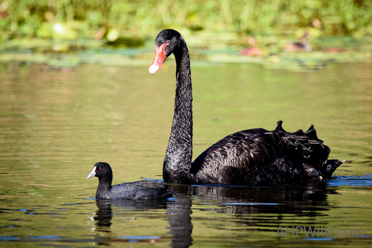 Black Swan - ML61485451