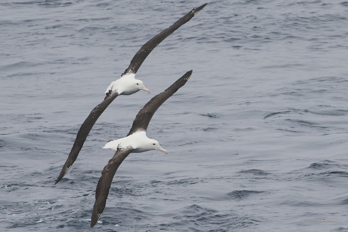 Northern Royal Albatross - ML614854673