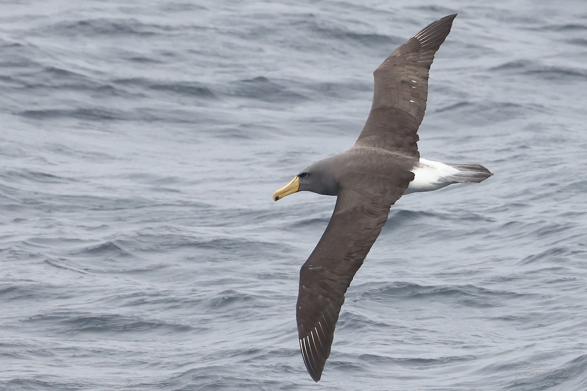 Chatham Albatross - ML614854702