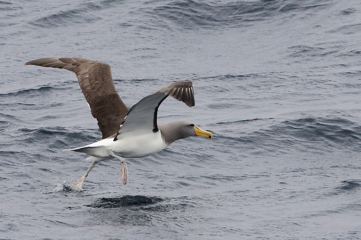 Chatham Albatross - ML614854710