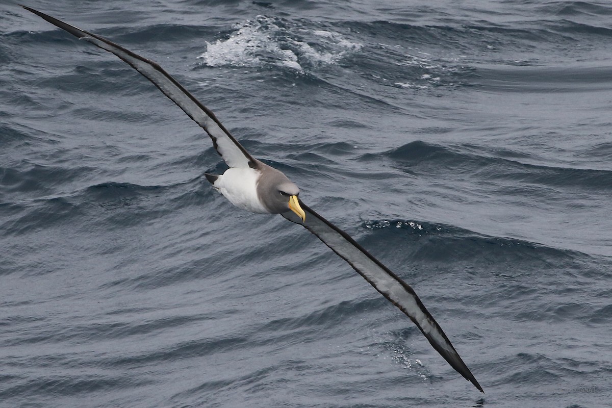 Chatham Albatross - ML614854714