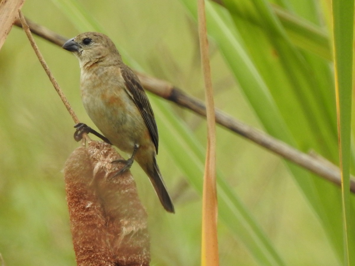 Copper Seedeater - ML614854773