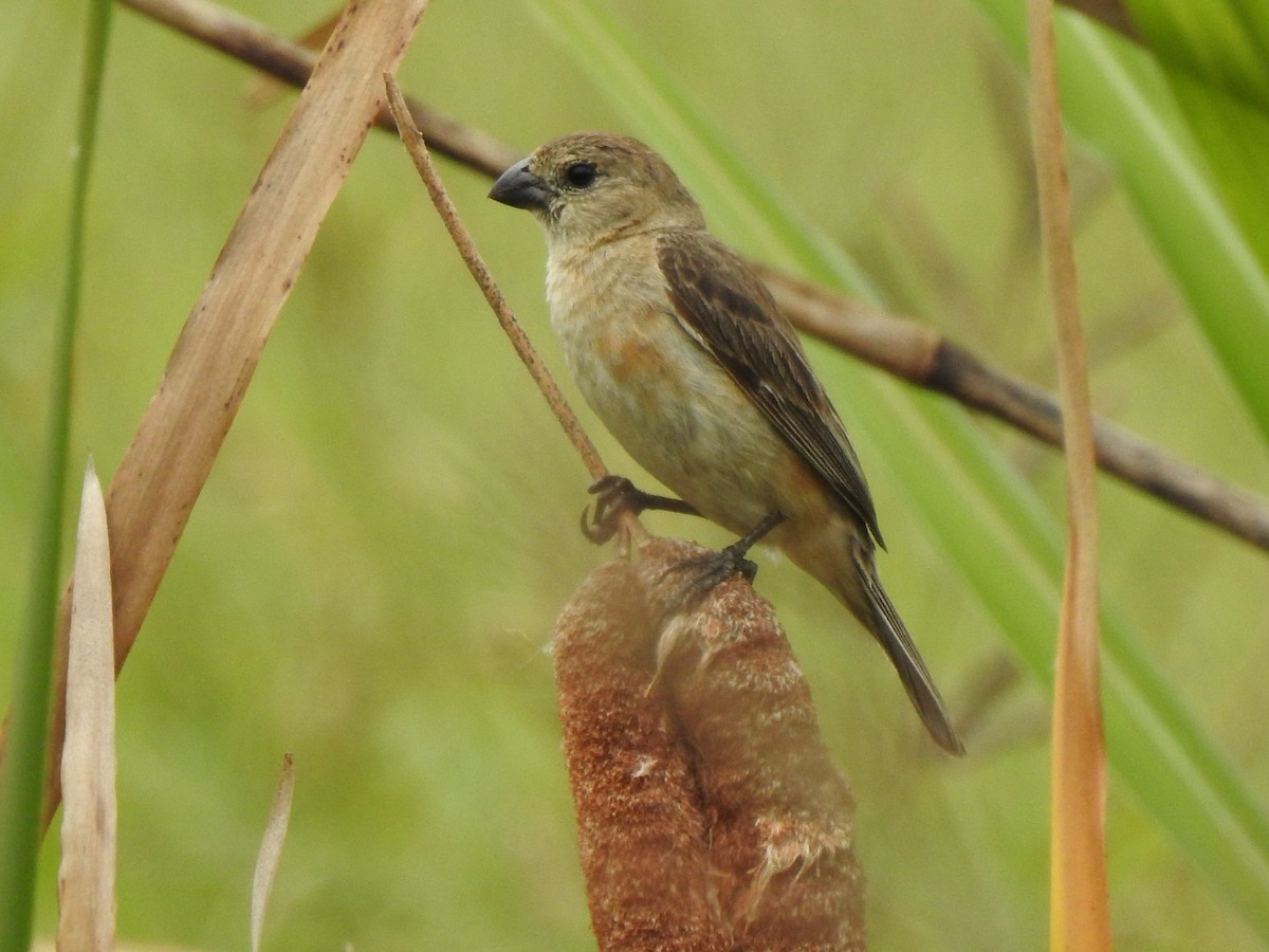 Copper Seedeater - ML614854774