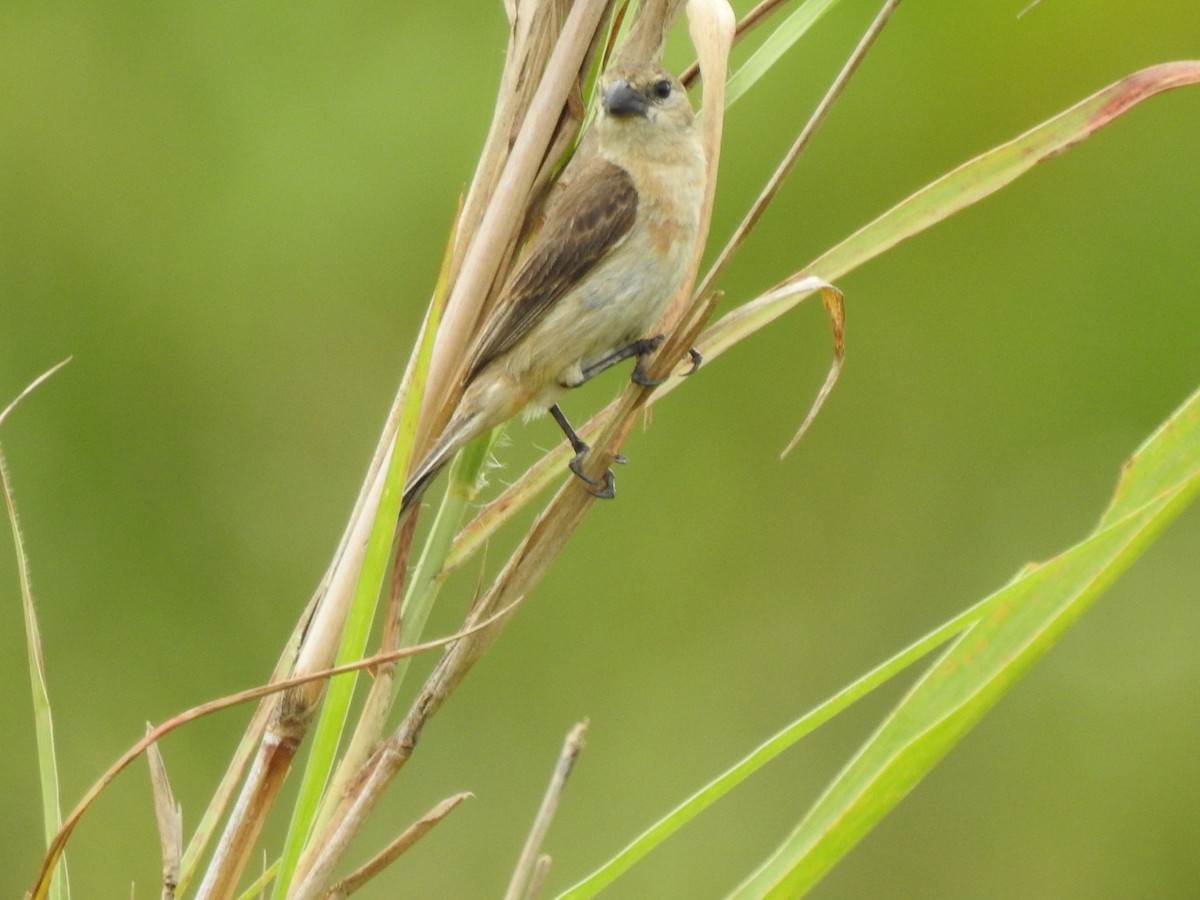 Copper Seedeater - ML614854778