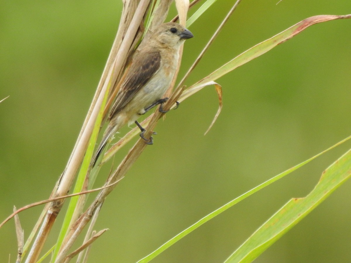 Copper Seedeater - ML614854780