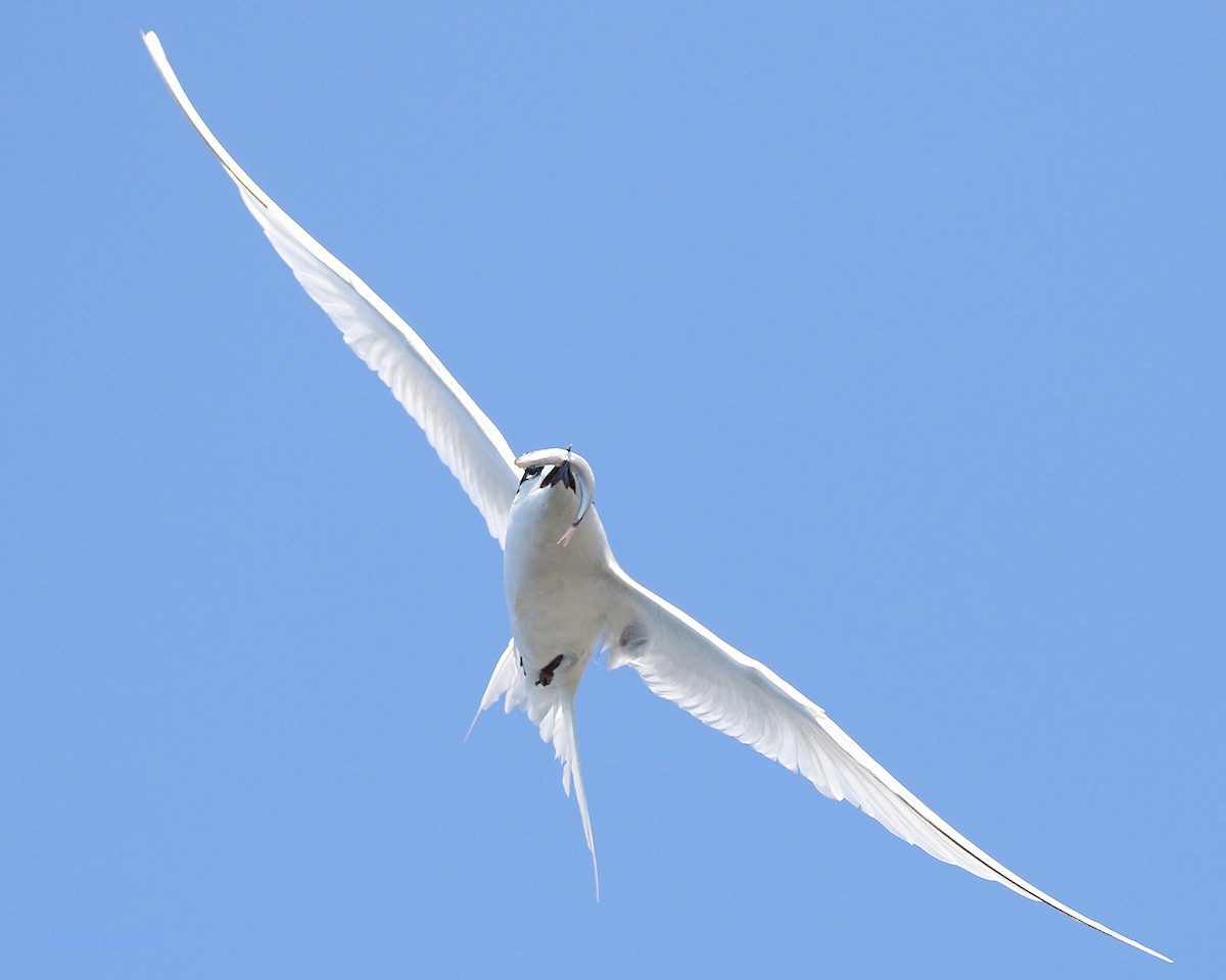 White-fronted Tern - ML614854866