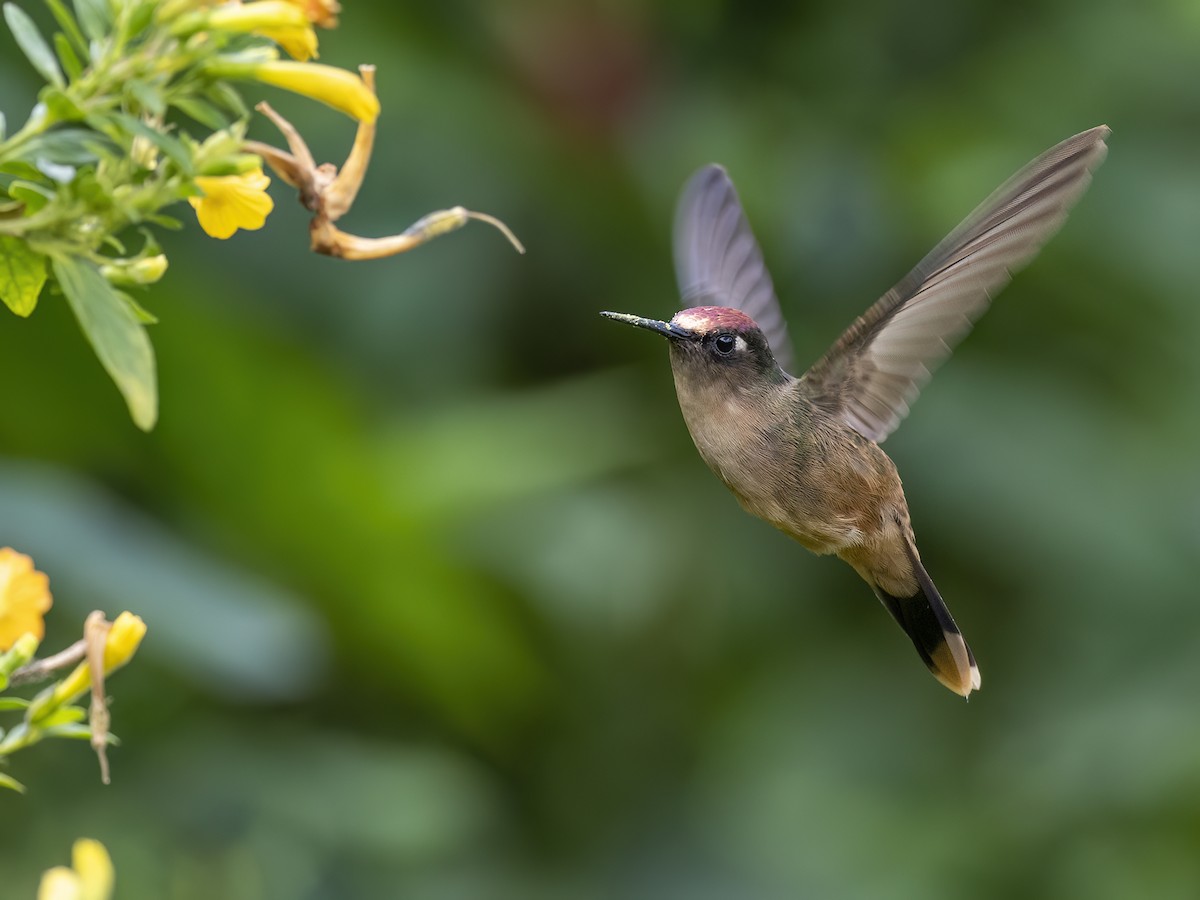 kolibřík hnědotemenný - ML614855196