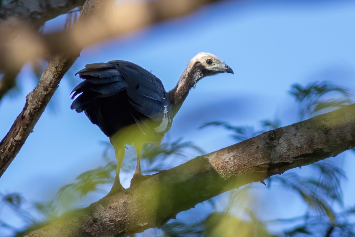 White-throated Piping-Guan - ML614855210