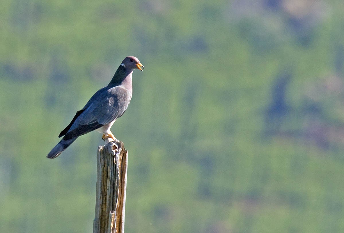 Band-tailed Pigeon - Greg Gillson
