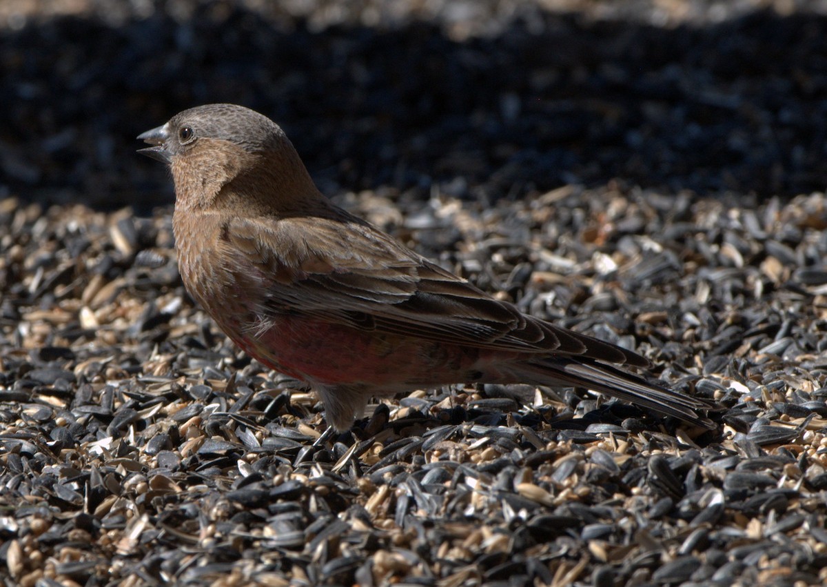 Brown-capped Rosy-Finch - ML614855722