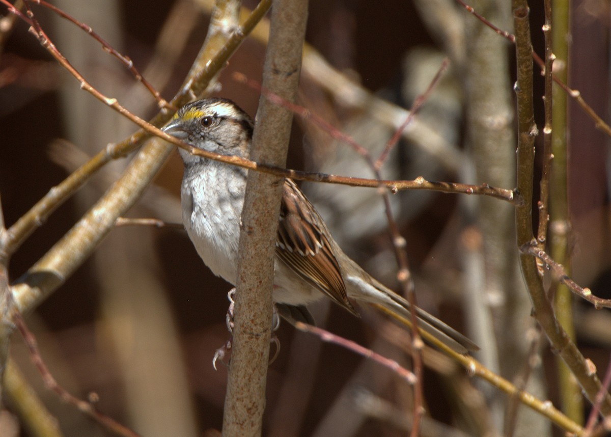 White-throated Sparrow - Leslie Holzmann