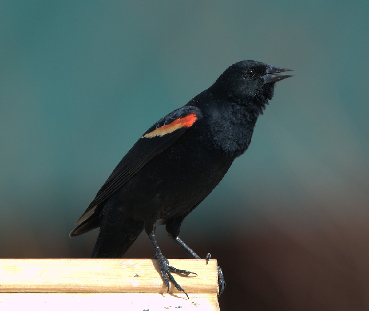 Red-winged Blackbird - ML614855807