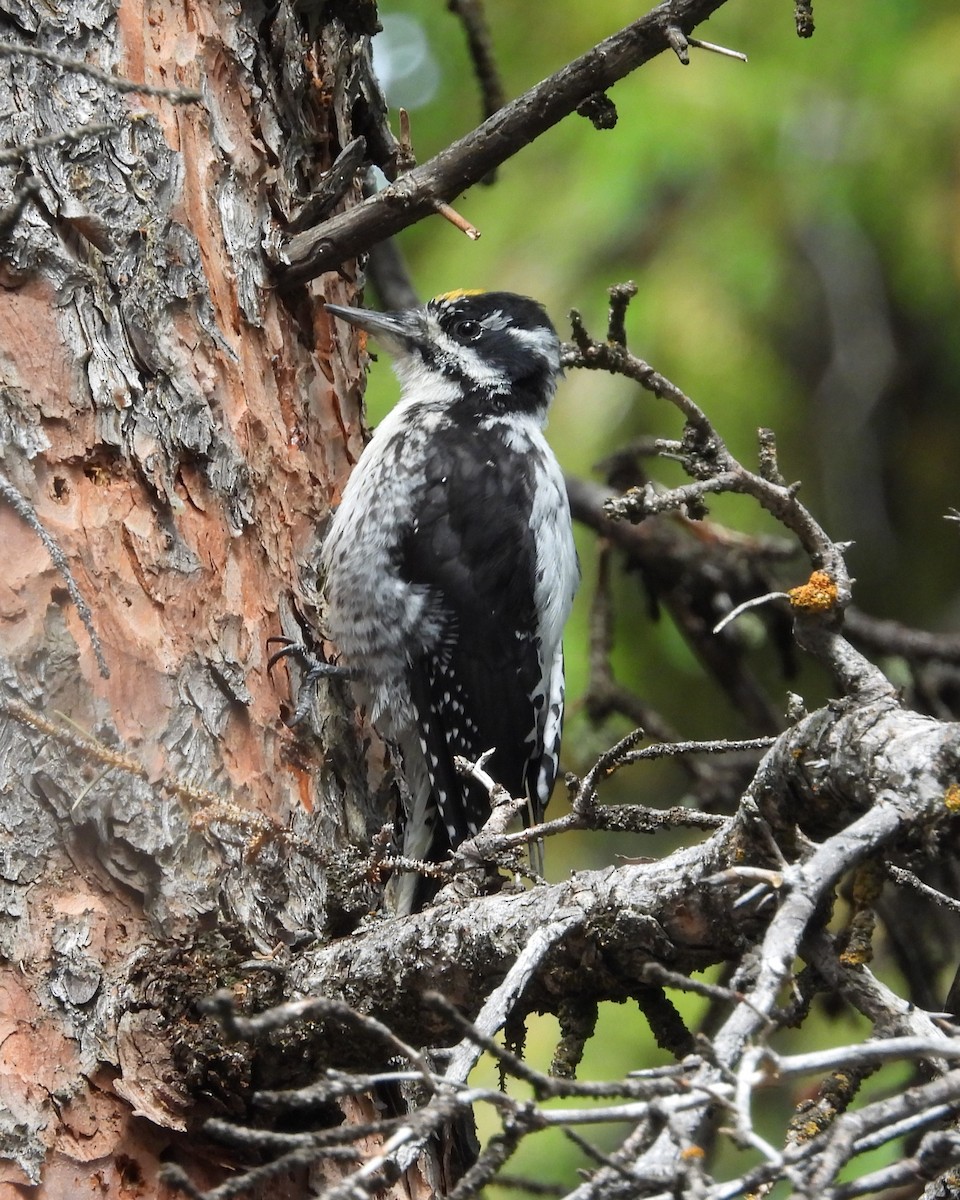 American Three-toed Woodpecker (Rocky Mts.) - ML614855928