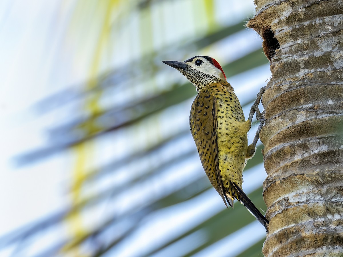 Spot-breasted Woodpecker - ML614855970