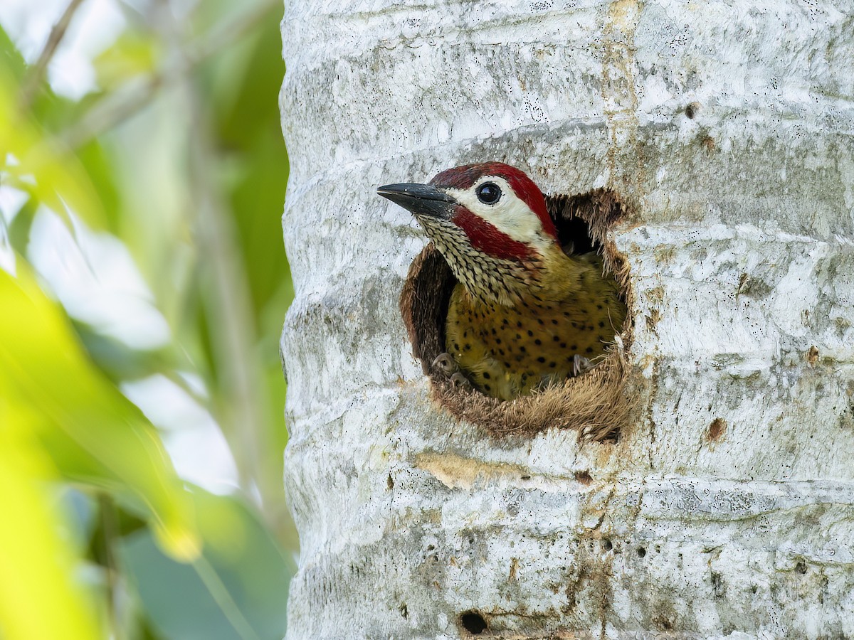 Spot-breasted Woodpecker - ML614855971