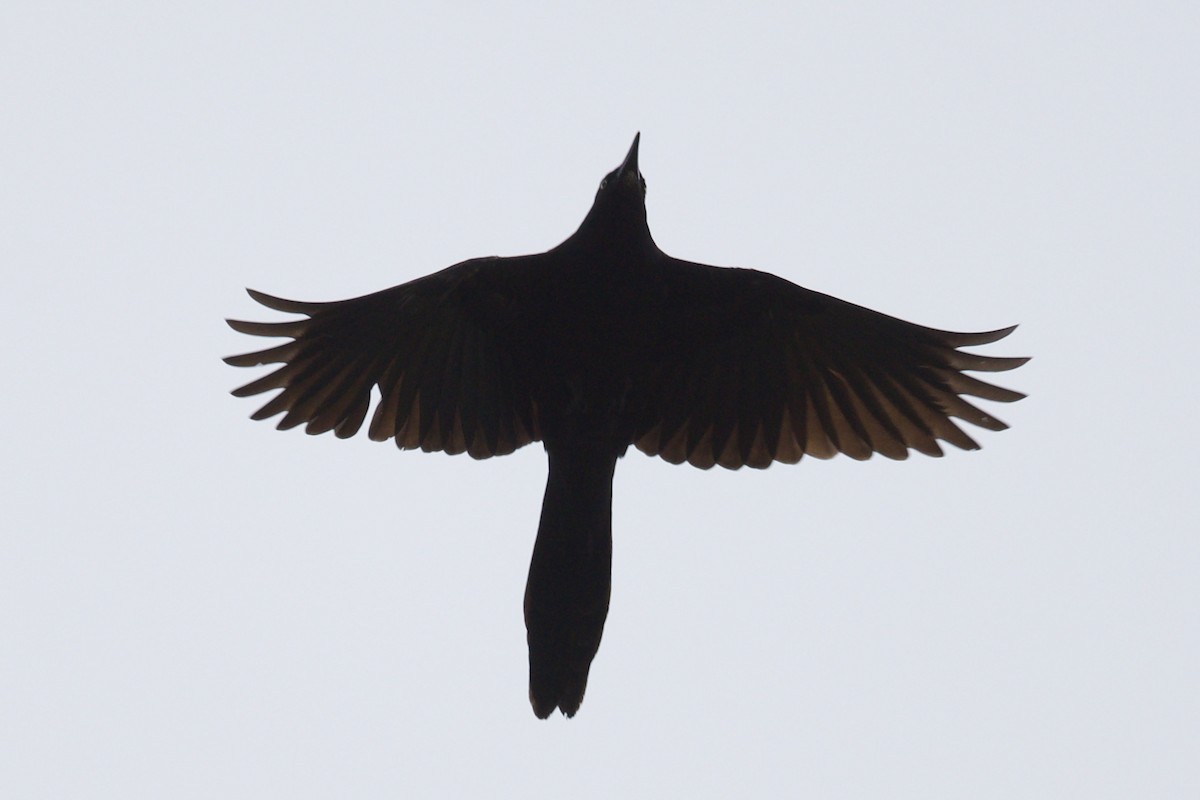 Great-tailed Grackle - ML614856040