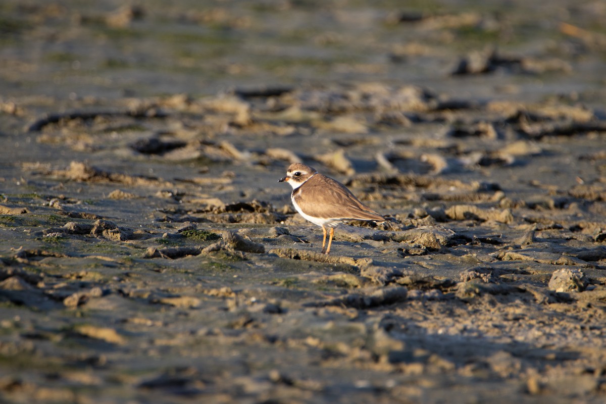 Semipalmated Plover - ML614856170