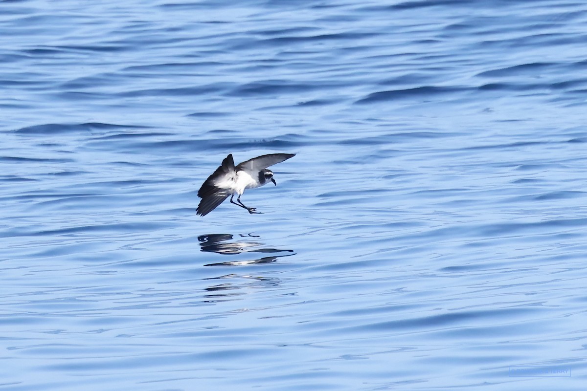 White-faced Storm-Petrel - ML614856239