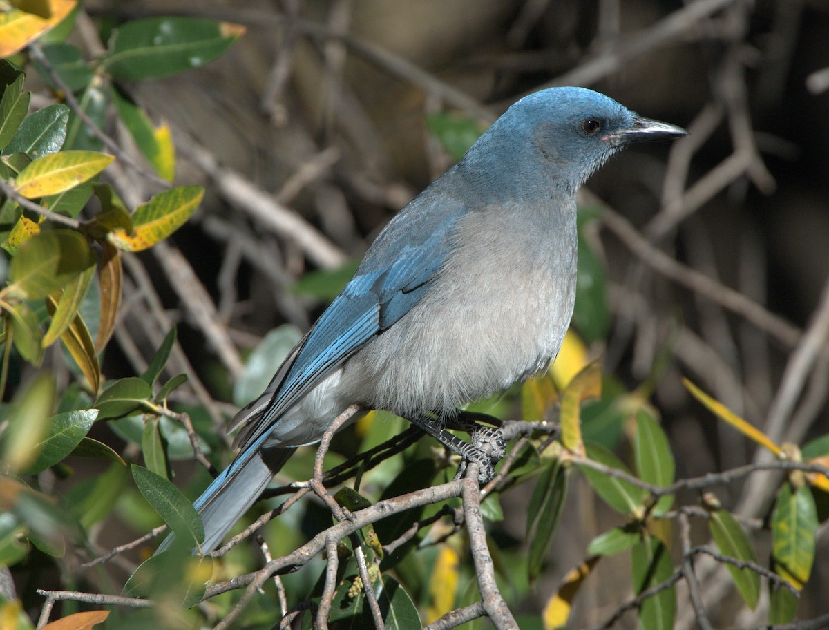 Mexican Jay - ML614856255